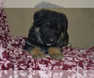 Medium German Shepherd Dog