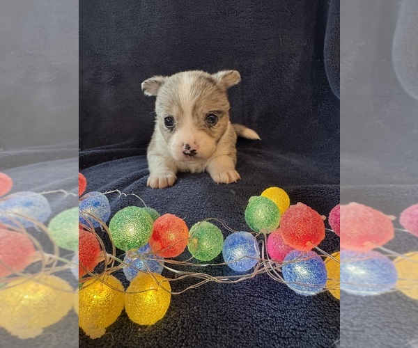 Medium Photo #2 Chi-Corgi Puppy For Sale in SHERMAN, TX, USA