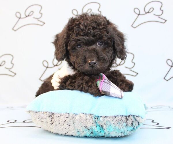 Medium Photo #13 Poodle (Miniature) Puppy For Sale in LAS VEGAS, NV, USA