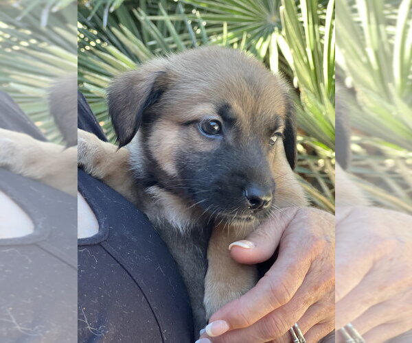 Medium Photo #11 Lhasa Apso-Unknown Mix Puppy For Sale in Dana Point, CA, USA