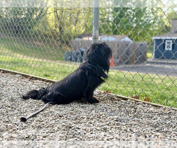 Medium Photo #2 Cavalier King Charles Spaniel-Tibetan Spaniel Mix Puppy For Sale in Sayreville, NJ, NJ, USA