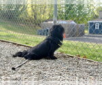 Small #1 Cavalier King Charles Spaniel-Tibetan Spaniel Mix