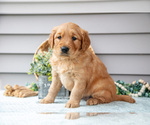 Puppy Nina Golden Retriever