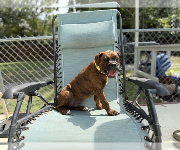 Medium Photo #3 Boxer Puppy For Sale in WEST COLUMBIA, SC, USA