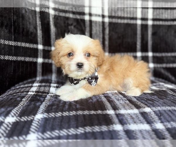 Medium Photo #2 Cavapoo Puppy For Sale in LAKELAND, FL, USA