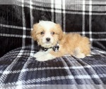 Small #1 Cavapoo