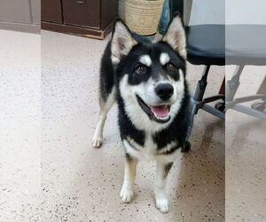 - Mix Dogs for adoption in York, SC, USA