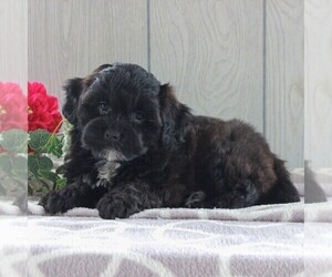 Shih-Poo Puppy for sale in GORDONVILLE, PA, USA