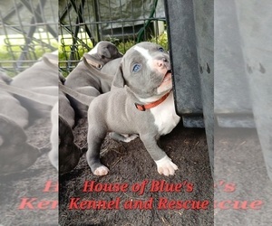 American Pit Bull Terrier Puppy for sale in DELAWARE, OH, USA