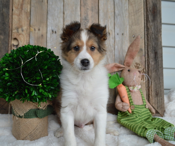 Medium Photo #3 Shetland Sheepdog Puppy For Sale in HONEY BROOK, PA, USA
