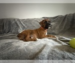 Small Photo #42 Boxer Puppy For Sale in WEST COLUMBIA, SC, USA