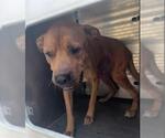 Small Staffordshire Bull Terrier Mix