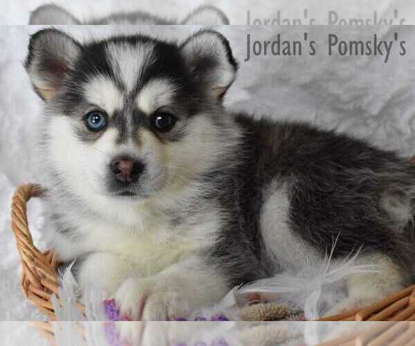 Medium Photo #9 Pomsky Puppy For Sale in SALEM, OH, USA