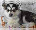 Small Photo #9 Pomsky Puppy For Sale in SALEM, OH, USA
