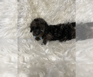 Golden Retriever-Poodle (Toy) Mix Puppy for sale in BEECH GROVE, IN, USA