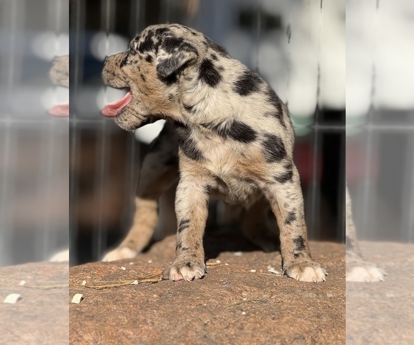 Medium Photo #4 Catahoula Leopard Dog Puppy For Sale in BUSHNELL, IL, USA