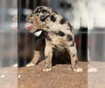 Small Photo #17 Catahoula Leopard Dog Puppy For Sale in BUSHNELL, IL, USA