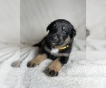 Puppy 5 Collie-German Shepherd Dog Mix
