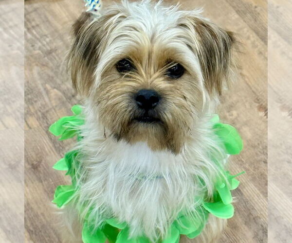 Medium Photo #2 Shih Tzu-Unknown Mix Puppy For Sale in Cranford, NJ, USA