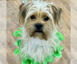 Small #1 Shih Tzu Mix