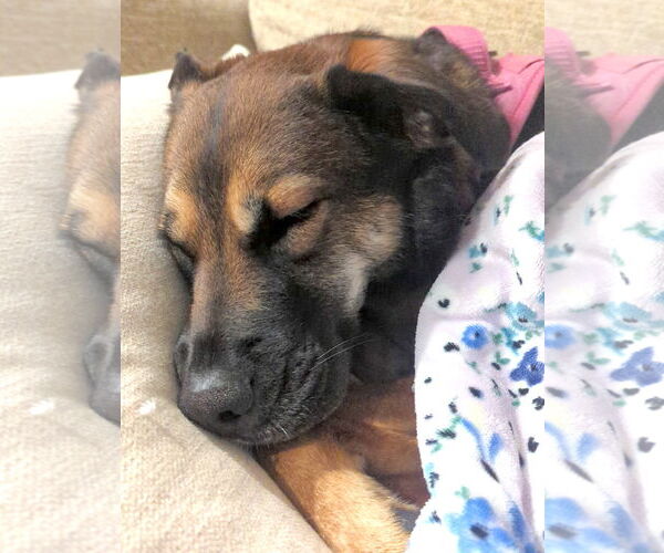 Medium Photo #2 Mutt Puppy For Sale in Mount Airy, NC, USA