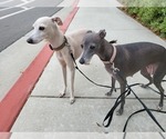 Small #11 Italian Greyhound