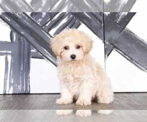 Poochon Puppy for sale in BEL AIR, MD, USA