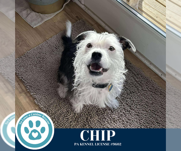 Medium Photo #1 Boston Terrier-Unknown Mix Puppy For Sale in Kimberton, PA, USA