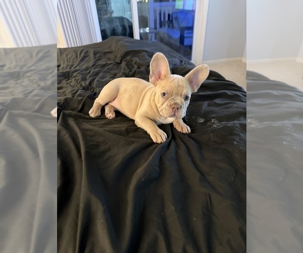 Medium Photo #18 French Bulldog Puppy For Sale in ARVERNE, NY, USA