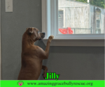 Small Photo #6 American Pit Bull Terrier-Unknown Mix Puppy For Sale in Milton, FL, USA