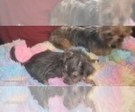 Small Photo #297 Yorkshire Terrier Puppy For Sale in AKRON, OH, USA