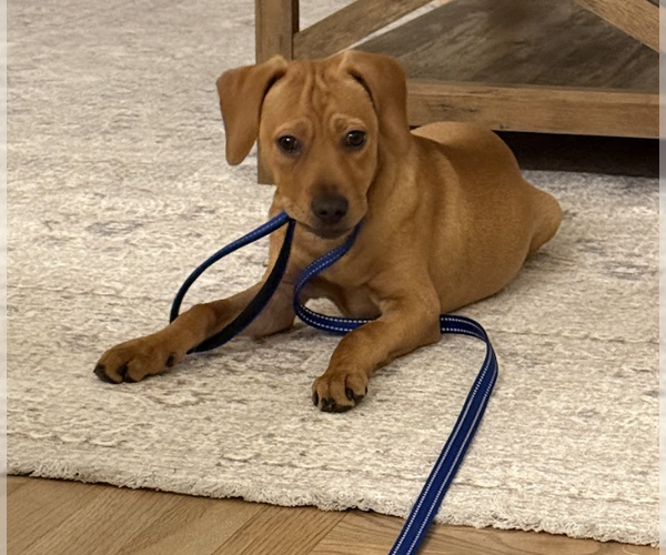 Medium Photo #1 Labrador Retriever-Unknown Mix Puppy For Sale in Brooklyn, NY, USA