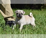 Maple - Female Pug Puppy for Sale - Photo #6