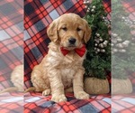 Small Photo #6 Golden Retriever Puppy For Sale in NOTTINGHAM, PA, USA