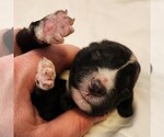 Small #4 F2 Aussiedoodle