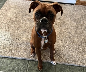 Boxer Puppy for sale in PERRY, OH, USA