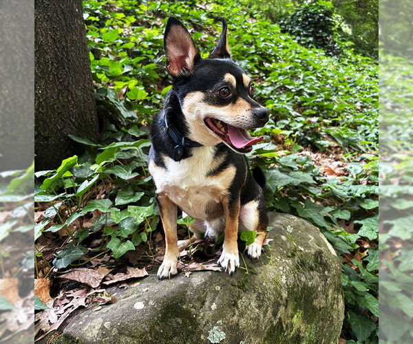 Medium Photo #2 Rat-Cha Puppy For Sale in Atlanta, GA, USA