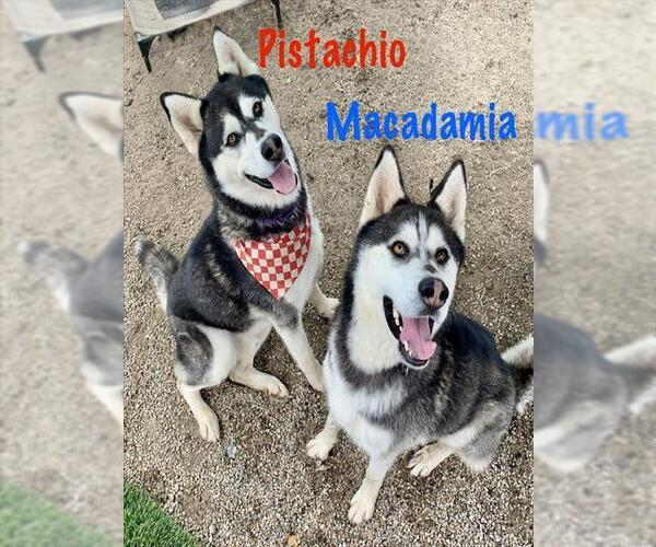Medium Photo #6 Siberian Husky Puppy For Sale in Long Beach, CA, USA
