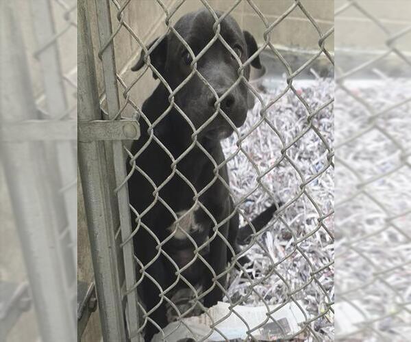 Medium Photo #1 Labrador Retriever-Unknown Mix Puppy For Sale in Anchorage, AK, USA