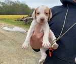 Small Photo #18 Pointer Puppy For Sale in CENTREVILLE, MD, USA