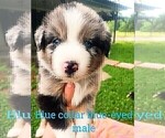 Puppy Blue Australian Shepherd