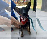 Small #2 German Shepherd Dog