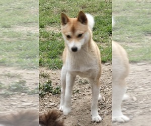 Shiba Inu Dogs for adoption in BREWSTER, NY, USA