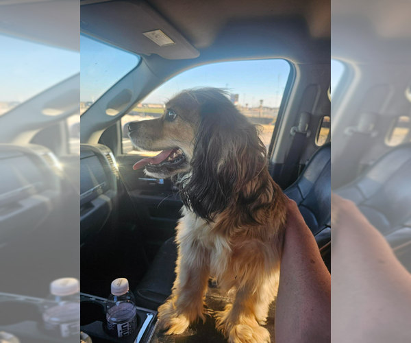 Medium Photo #2 Dachshund-Unknown Mix Puppy For Sale in Cranston, RI, USA