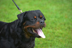 Small Photo #1 Rottweiler Puppy For Sale in PROSPERITY, SC, USA