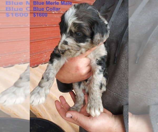 Medium Photo #1 Aussiedoodle Puppy For Sale in OSCEOLA, MO, USA