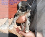 Small Photo #1 Aussiedoodle Puppy For Sale in OSCEOLA, MO, USA