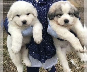 Great Pyrenees Puppy for sale in LINCOLNTON, NC, USA
