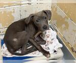 Small #1 Mutt
