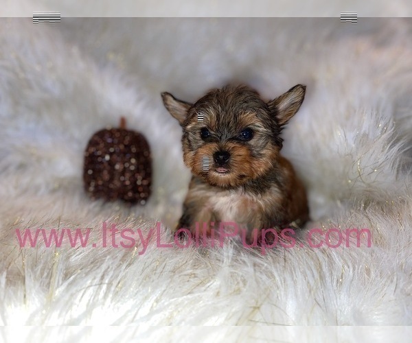 Medium Photo #16 Yorkshire Terrier Puppy For Sale in HAYWARD, CA, USA